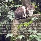 Picture of cat lost at Saint Victor Sur Loire