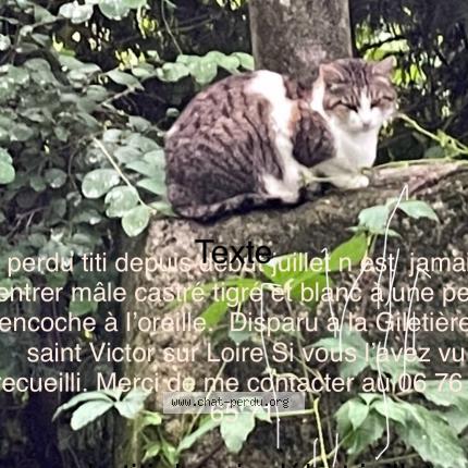 Photo 1/1 TiTou Chat lost in Saint victor sur loire