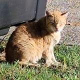 Picture of cat found at Toulouse