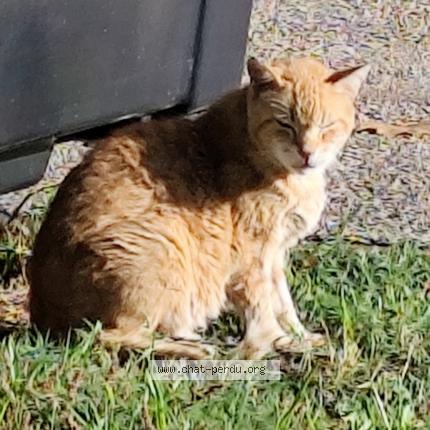 Photo 1/1 Found cat Found in Toulouse