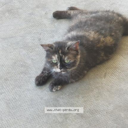 Photo 1/1 MIMINE Chat lost in Toulouse