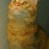 Picture of cat lost at Chatenoy Le Royal