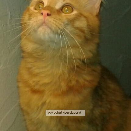 Photo 1/1 MARKUS Chat lost in Chatenoy le royal