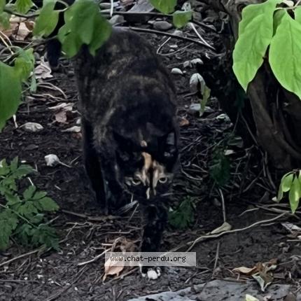 Photo 1/1 Lola Chat lost in Sainte julie