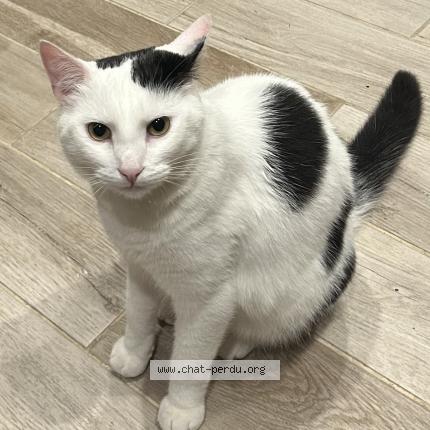 Photo 1/1 Chausette Chat lost in Grepiac