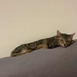 Picture of cat lost at Aurec Sur Loire