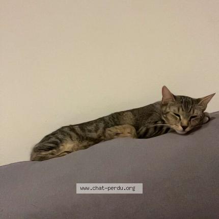 Photo 1/1 Mimi Chat lost in Aurec sur loire