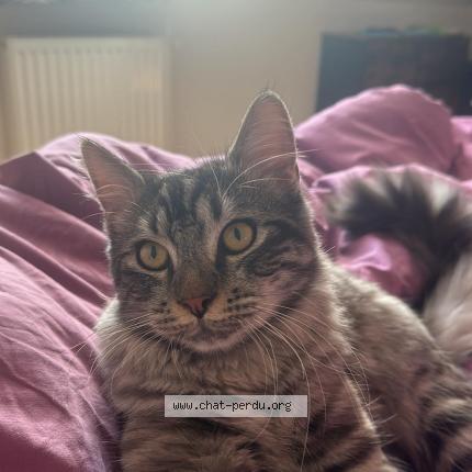 Photo 1/1 UTCHI Chat lost in Bouchain