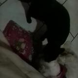 Picture of cat lost at Sannois