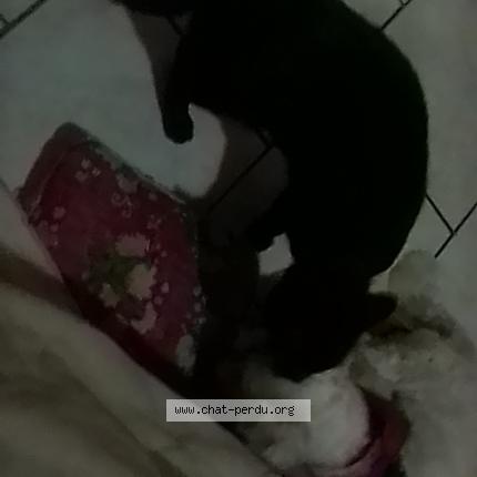 Photo 1/1 Pompon Chat lost in Sannois