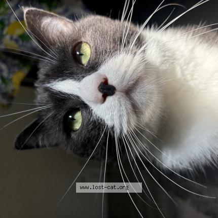 Photo 1/1 riesling Chat lost in Vancouver