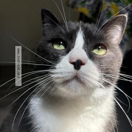 Photo 1/1 riesling Cat lost in Vancouver