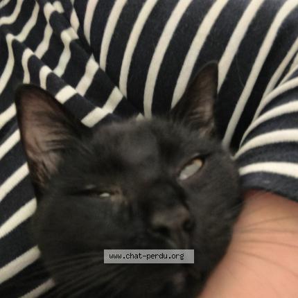 Photo 1/1 Found cat Found in Poitiers