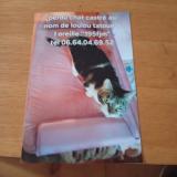 Picture of cat lost at Saint Eloy Les Mines