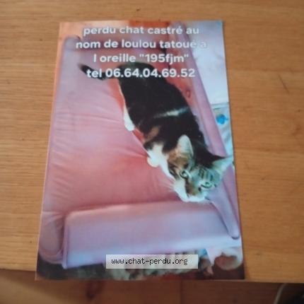 Photo 1/1 Loulou Chat lost in Saint eloy les mines
