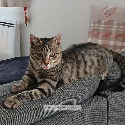 Photo 1/1 Charly Chat lost in Cluses