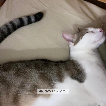 Photo 1/1 Billy Chat lost in Salon de provence