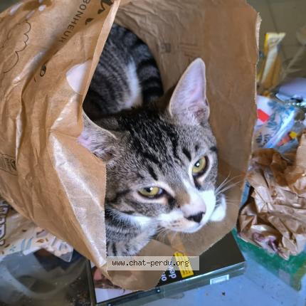 Photo 1/1 Tayson Chat lost in Montpellier