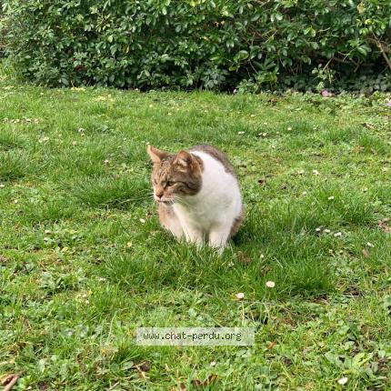 Photo 1/1 Azrel Chat lost in Evry