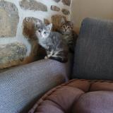 Picture of cat lost at Glomel