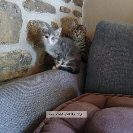 Photo 1/1 Asmar Chat lost in Glomel