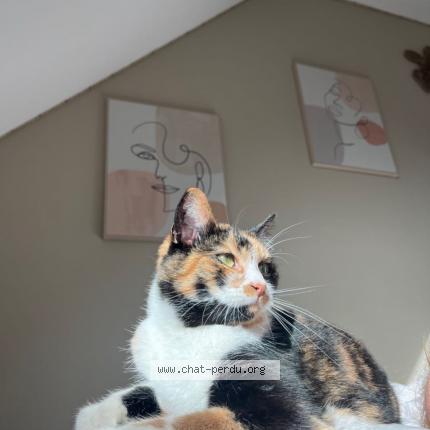 Photo 1/1 Pralyne Chat lost in Chateauneuf du faou