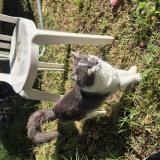 Picture of cat lost at Ales