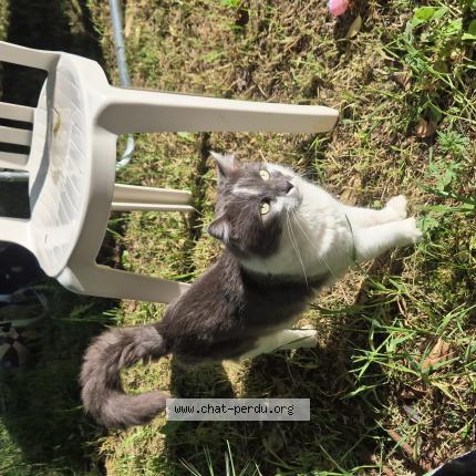 Photo 1/1 mimi Chat lost in Ales