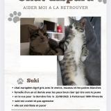 Picture of cat lost at Vilvorde