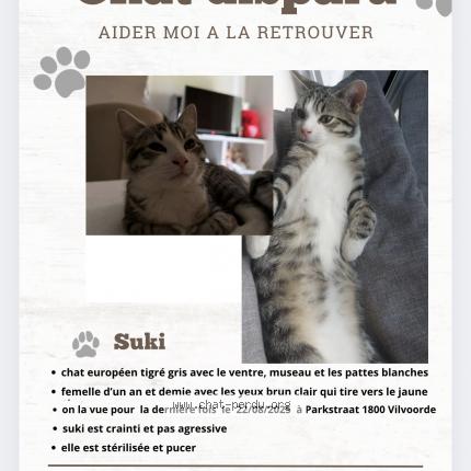 Photo 1/1 Suki Chat lost in Vilvorde
