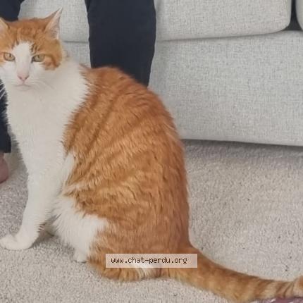 Photo 1/1 Caramel Chat lost in Ormesson sur marne