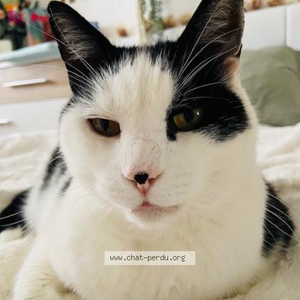 Foto einer verlorenen Katze in Thonex