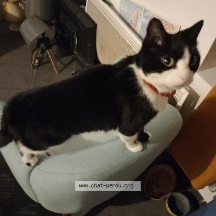 Photo 1/1 Cat reunited Lost in Rive de gier