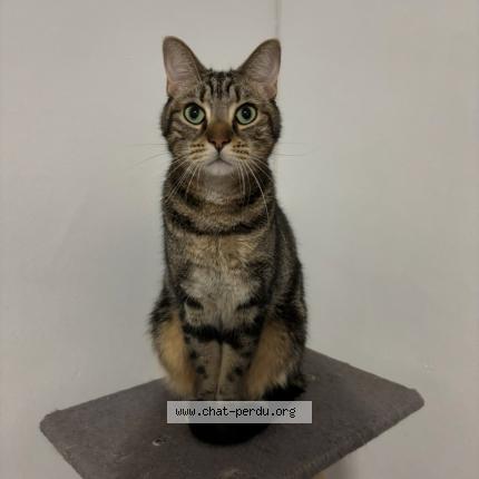 Photo 1/1 Cookie Chat lost in Lyon