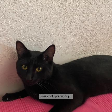 Photo 1/1 Sahlab Chat lost in Vincennes