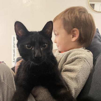 Photo 2/2 Menelao Chat lost in Montgenevre