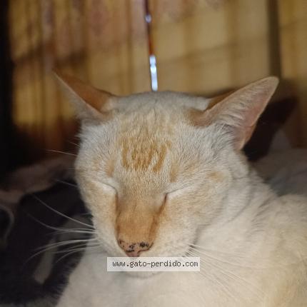 Photo 1/1 Mitesh Chat lost in Quito