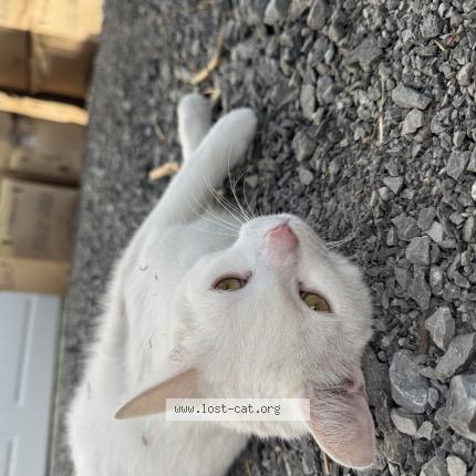 Photo 1/1 Sitka Chat lost in Cavan