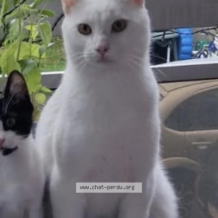 Photo 1/1 Ruby Chat lost in Les pavillons sous bois