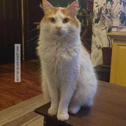 Photo 1/1 Leonardo pero le decimos chico Chat lost in Talcahuano