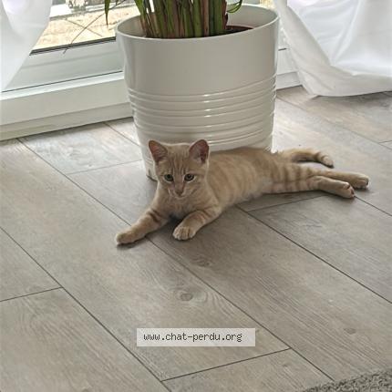 Photo 1/1 Aïko Chat lost in Saint nazaire