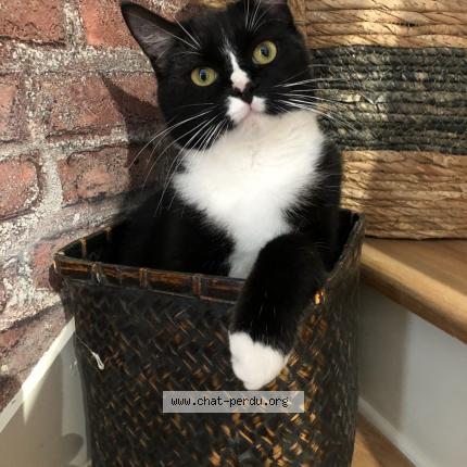 Photo 1/1 Uno Chat lost in Conde sur noireau