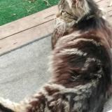 Picture of cat lost at Saint Maurice De Poinsat