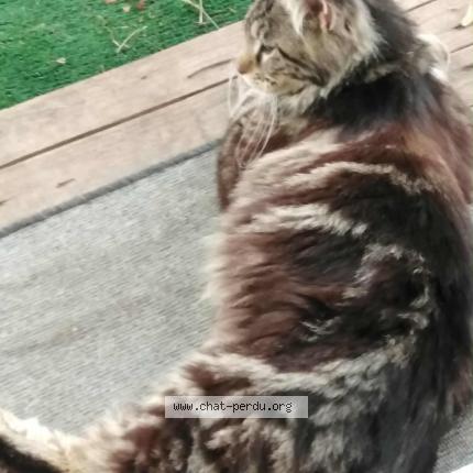 Photo 1/1 Querre Chat lost in Saint maurice de poinsat