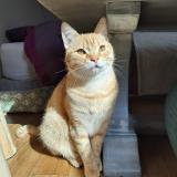 Picture of cat lost at St Pierre Du Bosguerard