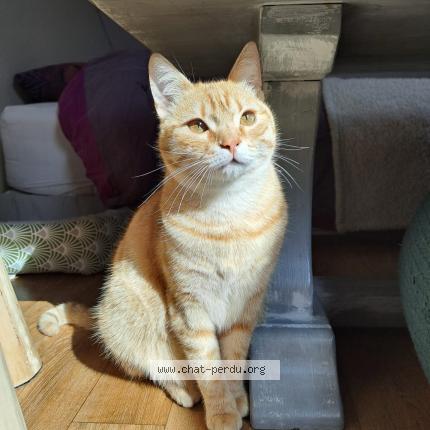 Photo 1/1 Cat reunited Lost in St pierre du bosguerard