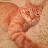 Picture of cat lost at Saint Pierre Du Bosguerard