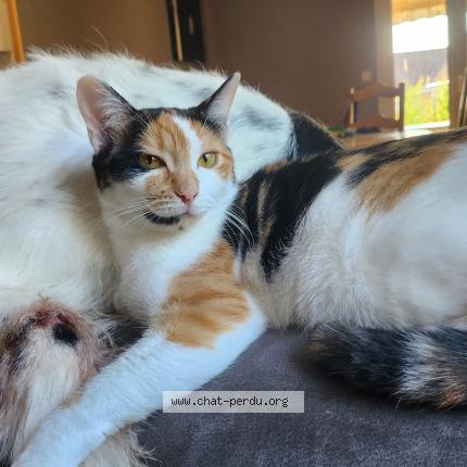 Photo 1/1 Kannelle Chat lost in Mandres sur vair