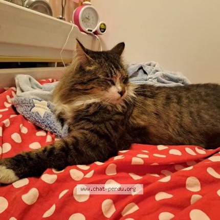 Photo 1/1 Félix Chat lost in Clamart