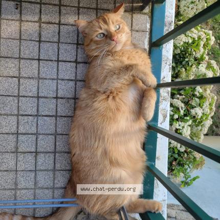 Photo 1/3 Rouky Chat lost in Neauphle le chateau